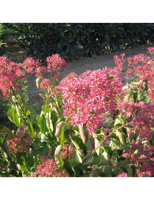 HEPATCODIUM miconioïdes ‘Tianshan’