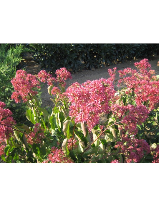 HEPATCODIUM miconioïdes ‘Tianshan’