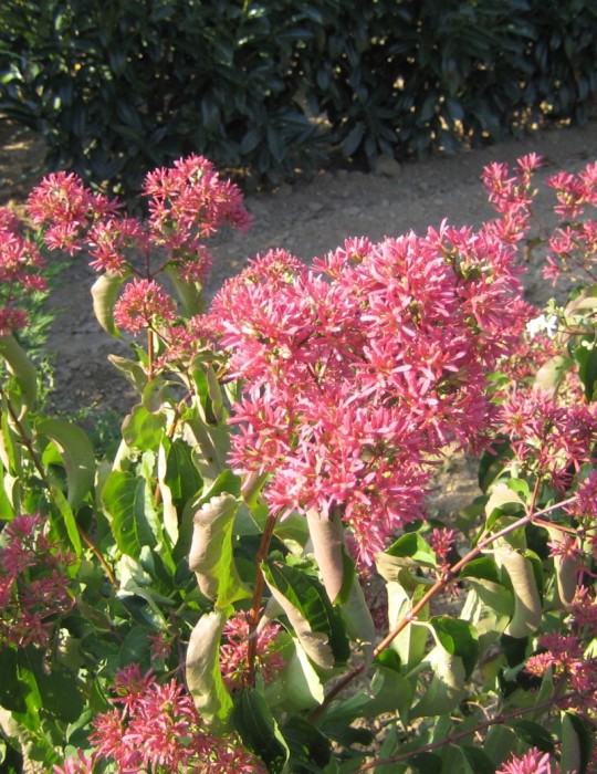 HEPATCODIUM miconioïdes ‘Tianshan’